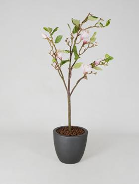 Дерево магнолии с кремовыми/розовыми цветами в-130 см