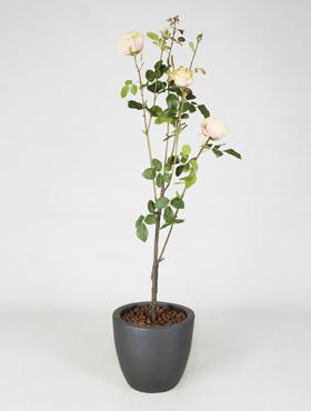 Куст розы с персиковыми цветами, в-110 см. 6/