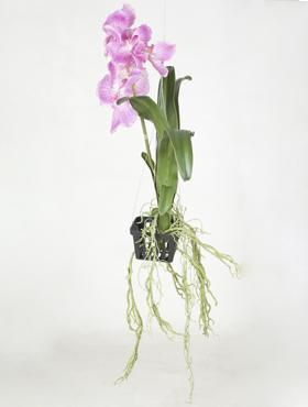 Орхидея Ванда с корнями пурпурная, силикон 50, 60 см