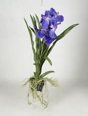 Орхидея Ванда с корнями синяя, силикон 50, 60, 90 см