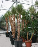 Yucca aloifolia variegata Stem 250 см
