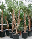 Yucca aloifolia variegata Stem branched 250 см