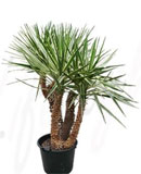 Yucca aloifolia variegata Stem multi branched 170 см