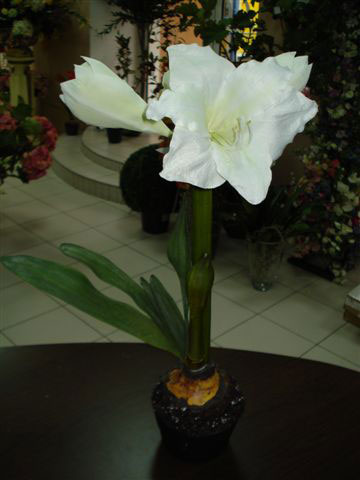 Амариллис белый, розовый в горшке, 1 цветок, 3 бутона, в-62