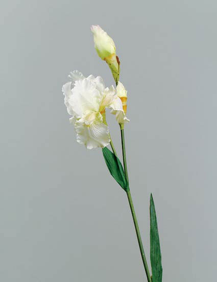 Ирис бело-зеленый в-110 см. 1 цветок 2 бутона, шелк. 93065052