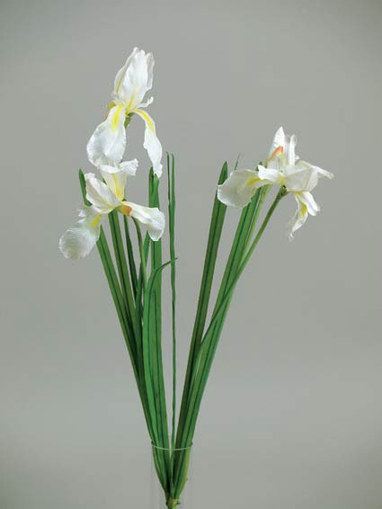 Ирис кремовый в-50 см., 3 цветка 1 бутон, шелк. 93066015