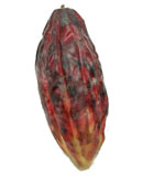 Плод какао 17 см 12/ 8COFRSS10