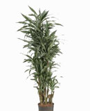 Dracaena deremensis Branched 175-190 