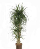 Dracaena marginata Branched 150-180 