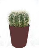 Echinocactus grusonii 35 