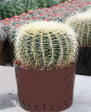 Echinocactus grusonii 40 