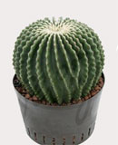 Echinocactus subinermis1 40 