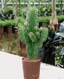 Euphorbia ingens Branched 65 