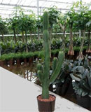 Euphorbia ingens Branched 170-230 