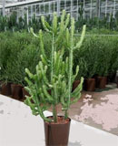 Euphorbia lactea 90-120  110 