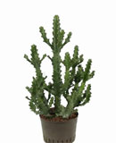 Euphorbia mayurantani 95-120  105 