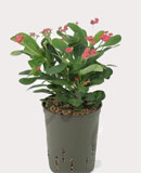 Euphorbia milii red 40 