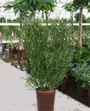 Euphorbia tirucalli 90-100  95 