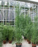 Euphorbia tirucalli Tuft 250 