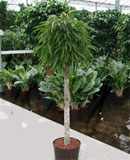 Ficus alii Stem 120-160 