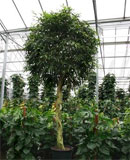 Ficus alii Stem braided 150-425 