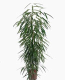 Ficus alii Tuft 120, 150, 155 
