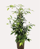 Ficus anastacia Tuft 75, 115 