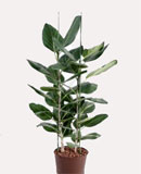 Ficus audrey 2 120 