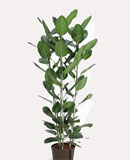 Ficus audrey 3 150 
