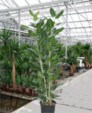 Ficus audrey 5pp 240 
