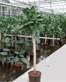 Ficus audrey Stem 135-155 
