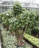 Ficus benjamina columnar Branched extra 260 