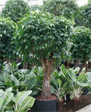 Ficus benjamina columnar Stem 170 