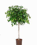 Ficus benjamina Stem 125, 160 
