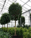 Ficus benjamina Stem 475 