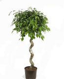 Ficus benjamina Stem corkscrew 125 
