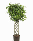 Ficus benjamina Stem hedge 120, 170 ��