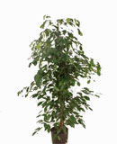Ficus benjamina Tuft 130, 145, 180 