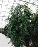 Ficus benjamina Tuft 400 