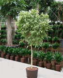 Ficus bushy prince lacia Stem 115, 140, 190 