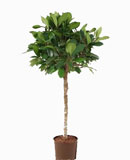 Ficus cyathistipula Stem 120, 155 