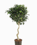 Ficus danielle Stem corkscrew 130 