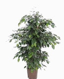 Ficus danielle Tuft 100-115  110 