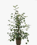 Ficus deltoidea 1 100-145  105 