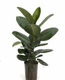 Ficus elastica robusta 60 