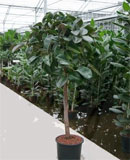 Ficus elastica robusta Stem 180-190  185 
