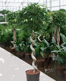 Ficus foliole Stem corkscrew 155 