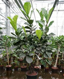 Ficus lyrata Branched 190, 200, 230, 290 