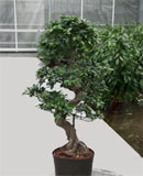 Ficus microcarpa compacta Bonsai 130-170 