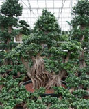 Ficus microcarpa compacta Bonsai 190-210  200 